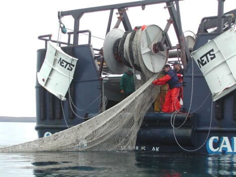 Workers pulling in large nets on boat