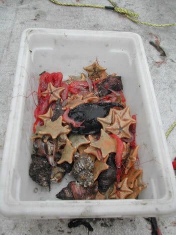 Bucket of starfish, shrimp, crabs and other sealife