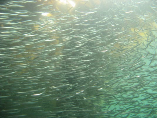 School of forage fish in a Kodiak Macrocystis kelp bed