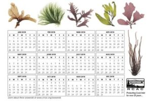 Calendar with seaweed