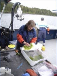 Scientist pressing seaweed