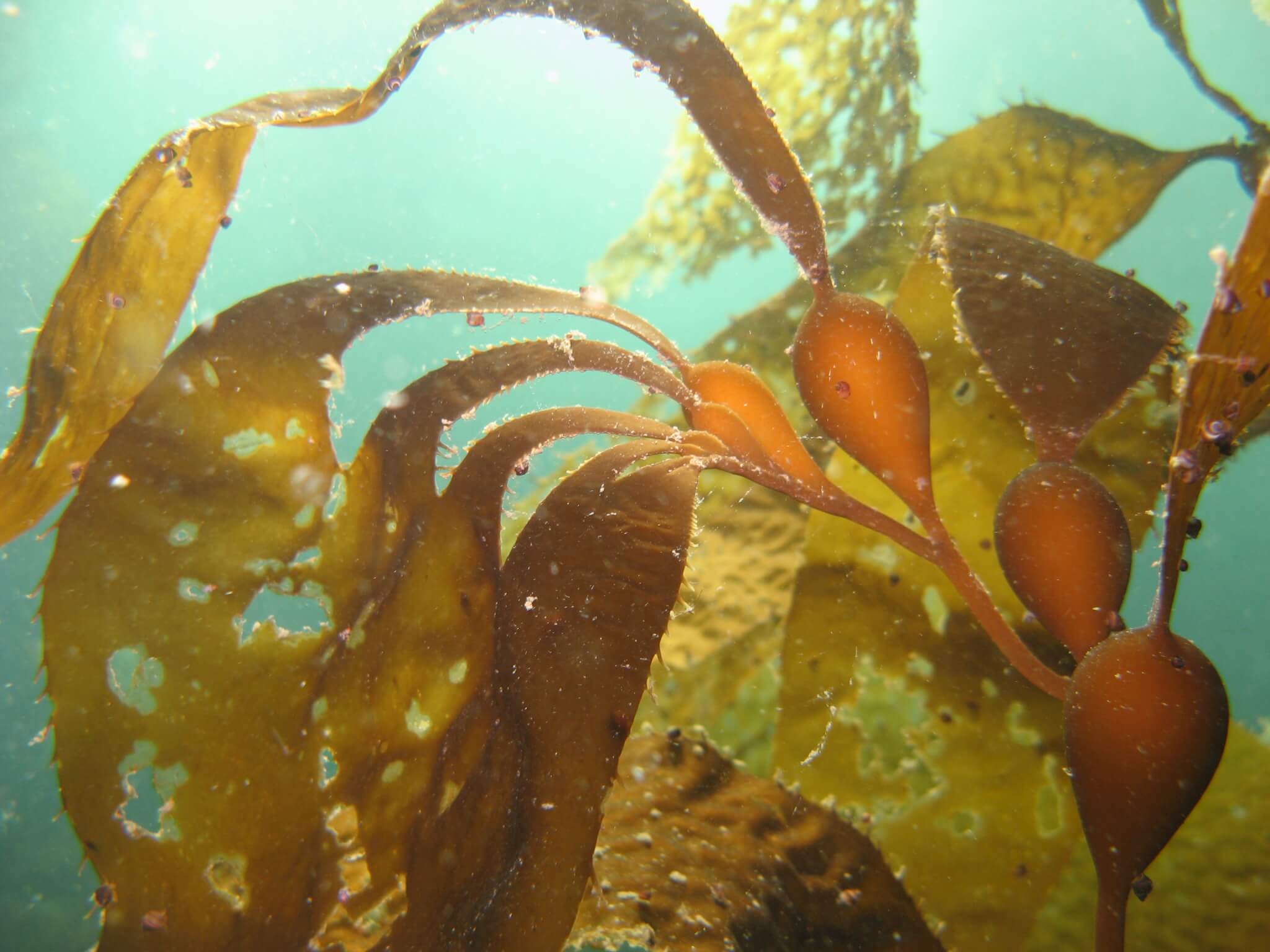 Macrocystis (giant) kelp