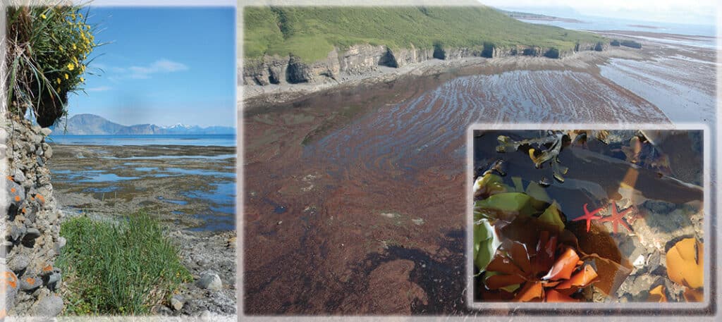 Cook Inlet kelp